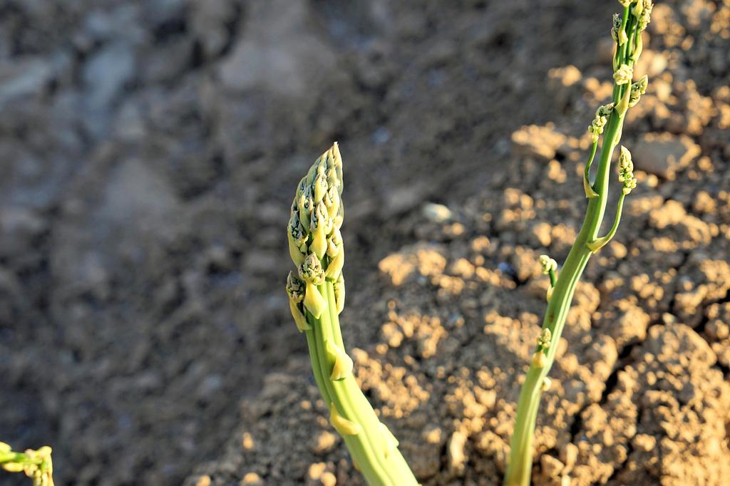 Clock surrounded by healthy meal portions showing different times of day