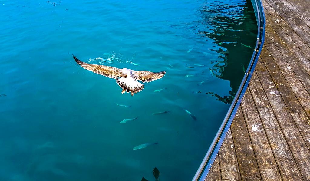 Mediterranean diet ingredients arranged with anti-aging superfoods